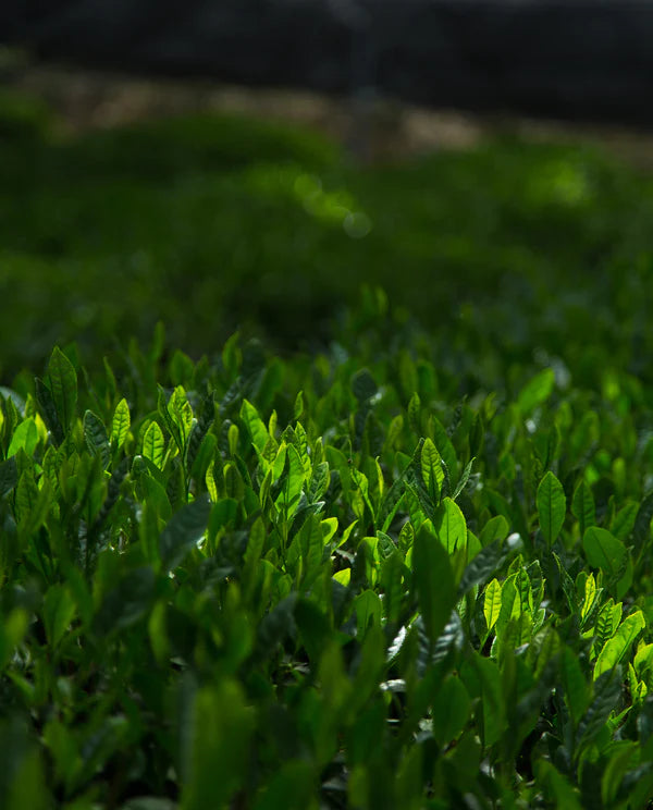 Ippodo - New Harvest Matcha (Limited seasonal matcha)